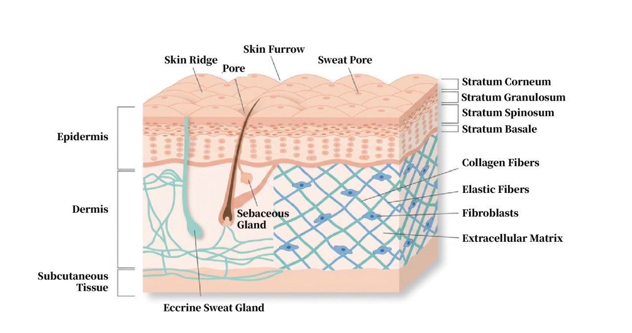 Understanding skin structure: epidermis, dermis, and subcutaneous tissue